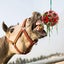 Horse Treat Ball New Carousel 5