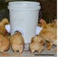 Chicken Feeder Station Automatic Poultry Feeder *Local Buy* Carousel 12