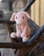 TOFT Richard the Pig Carousel 2