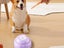 Pet Communication Button Toy Recordable Speaking Button for Pet Training Purple Carousel 3
