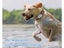 GPS Tracker For Pet Dog Clearance - Clearance Carousel 5