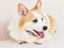 GPS Tracker For Pet Dog Clearance - Clearance Carousel 10