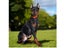 GPS Tracker For Pet Dog Clearance - Clearance Carousel 5