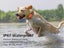 GPS Tracker For Pet Dog Clearance - Clearance Carousel 8