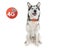 GPS Tracker For Pet Dog Clearance - Clearance Carousel 12
