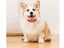 GPS Tracker For Pet Dog Clearance - Clearance Carousel 13