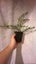 Coprosma Kirkii Goldstream Carousel 2