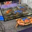 Krab King Orange Cuff Mud Crab Tie 5 Pack Carousel 7