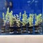 Red Rotala bunched Carousel 1
