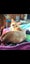 Rescue cat Simon Carousel 2