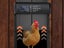 Solar Automatic Chicken Coop Door Opener Cage Closer with Timer Light Sensor Carousel 5