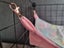 Set of 2 Hammocks for Guinea Pigs, Rats, Chinchillas, and Other Small Pets Carousel 9