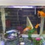 Acrylic Aquarium Fish Tank 30*18.5*33CM Carousel 3