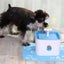 Automatic Electric Pet Water Fountain Dog Cat Drinking Bowl NZ Clearance Carousel 3
