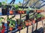 Fairway Fern Haven Glasshouse 8x12ft Carousel 10