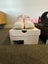 Kd aunt pearl collection x13 pair Carousel 7