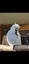 Cockatoo Carousel 1