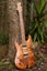 KAURI SLAB ( NZ NATIVE ) - ROUGH SAWN - 600-650 x 50mm x 3.9m - TS7370 Carousel 16