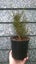 Coprosma Matai Magic PB3 Carousel 1