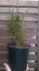 Coprosma Matai Magic PB3 Carousel 2