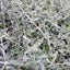 Teucrium Fruticans Carousel 2
