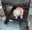 Very Large, Pet Dog Cart, enclosed, NEW, can fit two dogs Carousel 4