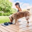Portable Silicone Bowls for Dog and Cat Travel Carousel 3