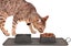 Portable Silicone Bowls for Dog and Cat Travel Carousel 5