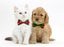 Portable Silicone Bowls for Dog and Cat Travel Carousel 7