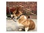 Dog Collar for Medium Dogs Clearance - Clearance Carousel 7