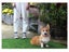 Dog Collar for Medium Dogs Clearance - Clearance Carousel 8