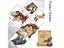 Jurassic Park Dinosaur World Building Blocks Tyrannosaurus Rex Brachiosaurus Carousel 4