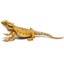 Loading Image 1 of 1