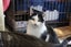 Brave Paws Cat Rescue - Cat - Dave Carousel 6