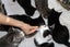 Brave Paws Cat Rescue - Cat - Dave Carousel 9