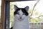 Brave Paws Cat Rescue - Cat - Dave Carousel 11