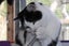 Brave Paws Cat Rescue - Cat - Dave Carousel 8