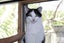 Brave Paws Cat Rescue - Cat - Dave Carousel 5
