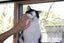 Brave Paws Cat Rescue - Cat - Dave Carousel 12