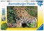 RB Lounging Leopard 100pc Carousel 1
