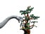 Lego Jurassic Brachiosaurus Discovery 76960 Carousel 3