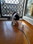 Brave Paws Cat Rescue - Cat - Dave Carousel 10