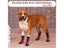 Anti Slip Dog Socks Dog Grip Socks With Straps Traction Control For Indoor On Carousel 6