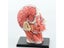 4D Human Head Skull Brain Anatomy Model For Medical Teaching Carousel 4