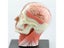 4D Human Head Skull Brain Anatomy Model For Medical Teaching Carousel 5