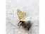 American European Retro Brass Small Butterfly Orchid Handle Shoe Cabinet Door Carousel 5