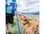 Dog Lead Clearance - Clearance Carousel 8