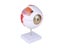Anatomical Eye Model Eyeball Eyelid Model Disassemble 6 Times Enlarged Optic Carousel 2