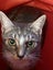 Brave Paws Cat Rescue - Kittens - Smokey &Timmy Carousel 13