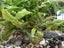 Crytocoryne Affinis Carousel 1